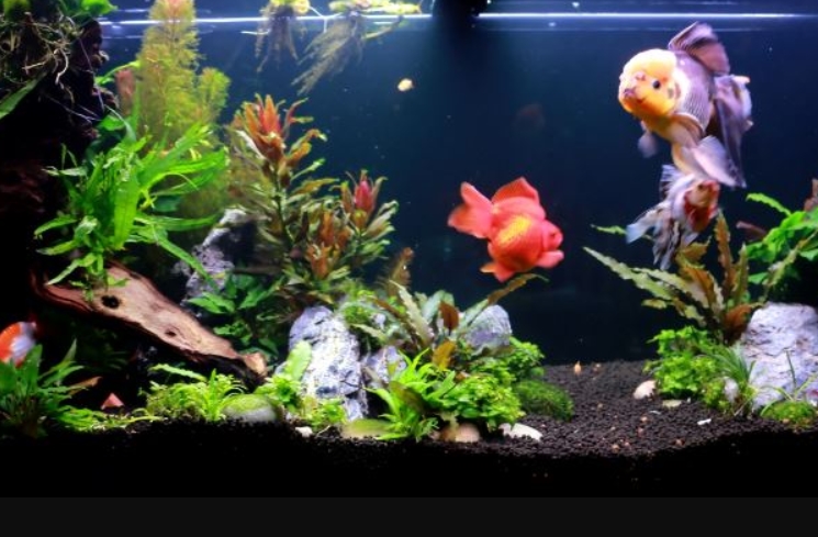 The Best Aquarium Power Filters Reviewed and Rated in 2022