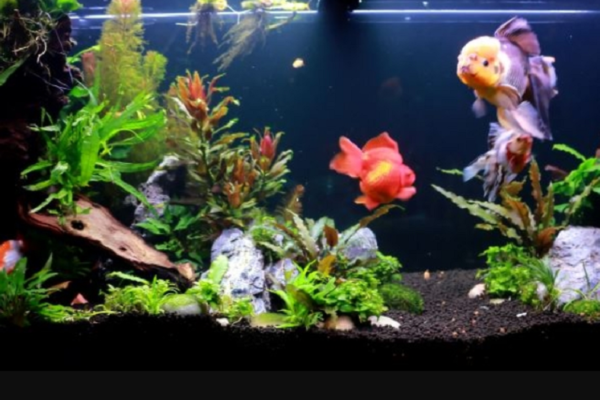 The Best Aquarium Power Filters Reviewed and Rated in 2024