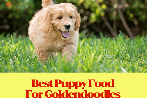 Best Puppy Food for Goldendoodles- Buyer’s Guide